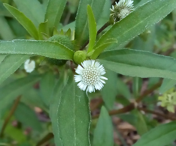 [One white blooms with spiky white petals coming from a center with a bunch of small white globes (not stamen). The plant has long thin leaves and there is a still fully-green bud just behind this white flower.]